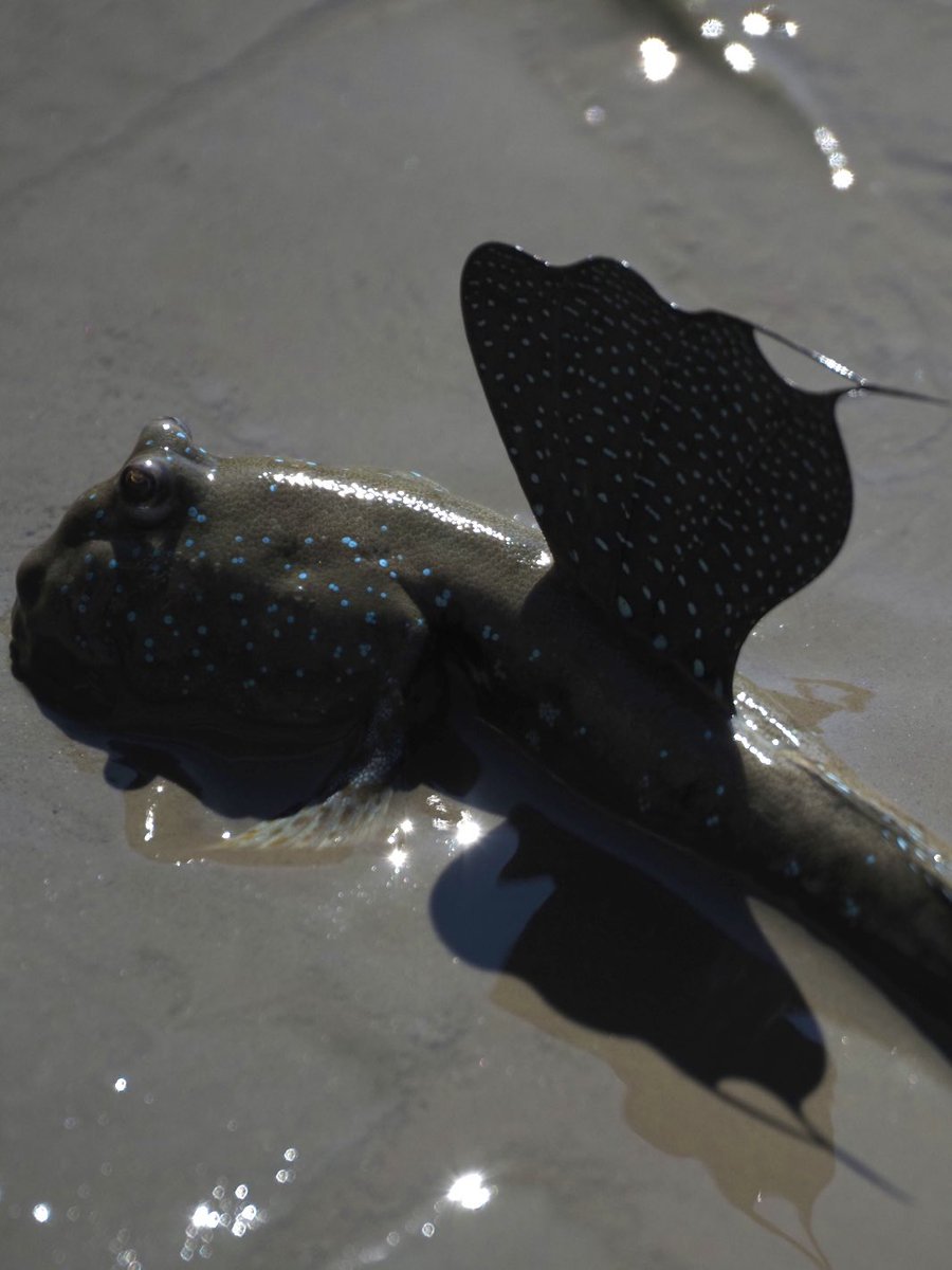 Dmb_fish's tweet photo. 定期的に足を運びたくなる有明海🌊

お散歩しながら鰭を立ててくれたムツゴロウ
影までカッコイイのずるい。 https://t.co/OZbRxu4TL5