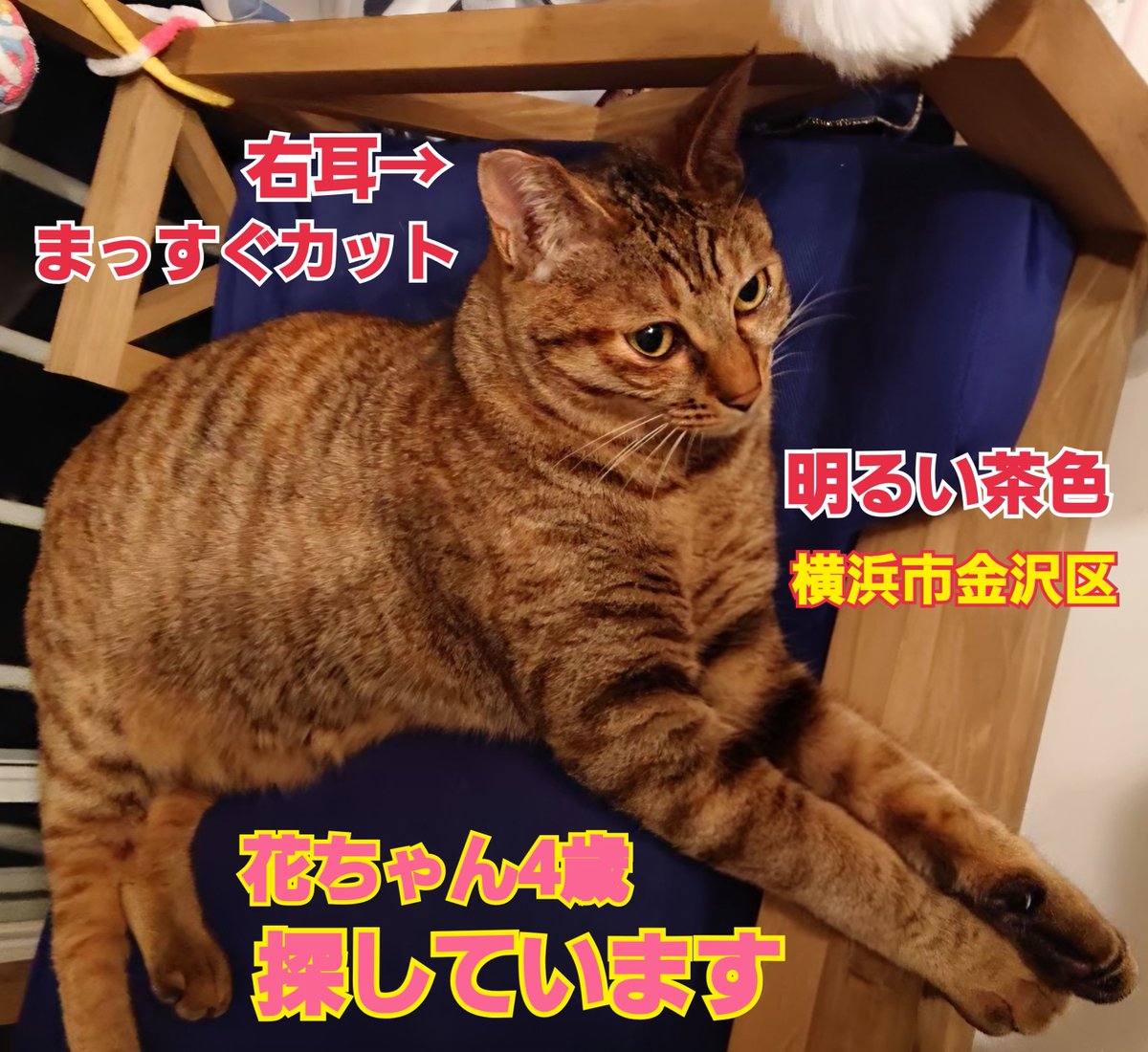 squirrelemi's tweet photo. 猫を探しています。花ちゃん4歳。右耳がまっすぐカット、明るい茶色です。2024年4月11日横浜市金沢区富岡東の自宅から私の不注意で外に出てしまい迷子のままです。花を保護してくださっている優しいかたはいらっしゃいませんか。
#猫を探しています
#拡散希望ＲＴお願い致します 
#横浜市金沢区 https://t.co/RddugEuOS6