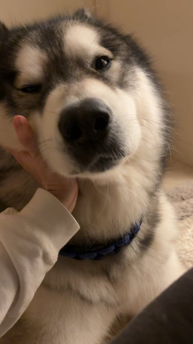 A person's hand cups the face of a fluffy black and white Husky who rests their head on their palm, wearing a blue braided collar. The image captures a sweet, intimate moment that perfectly matches the caption's description of a "fluffy fairy" appearing beside them.