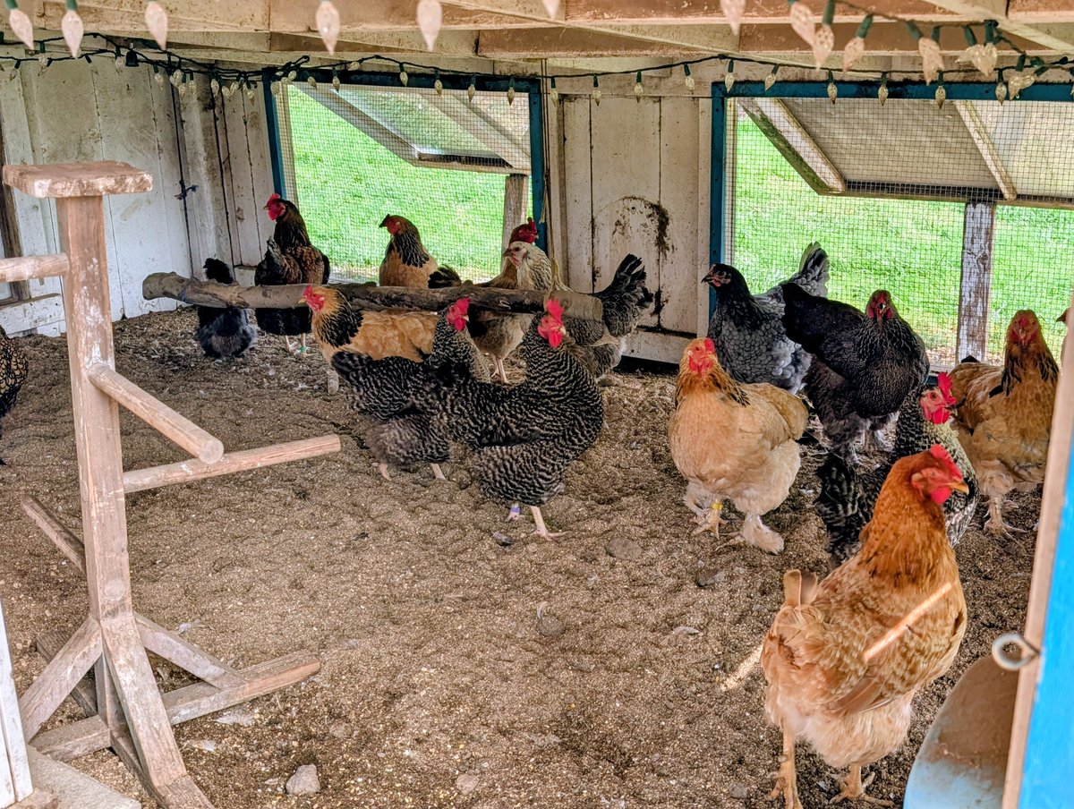 DocBohn's tweet photo. Good morning

#GoodMorning #chickens https://t.co/BBwEKKdYEo