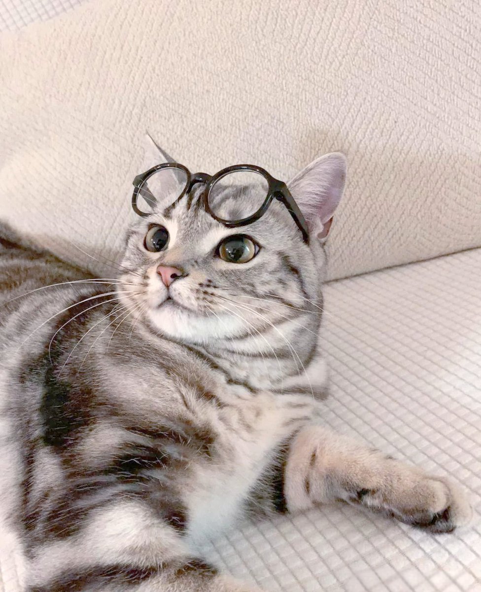 RocketHarmbk6l's tweet photo. This cute cat's mischievous pose lifts my mood!， https://t.co/UiT53UKDND