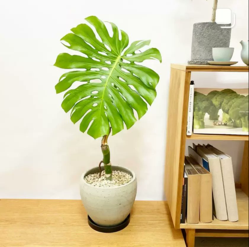 Toriedexteju's tweet photo. Tu monstera prospera con luz indirecta y riego moderado—no dejes que se seque demasiado ni que se empape! ， https://t.co/U7BKj6yrq6