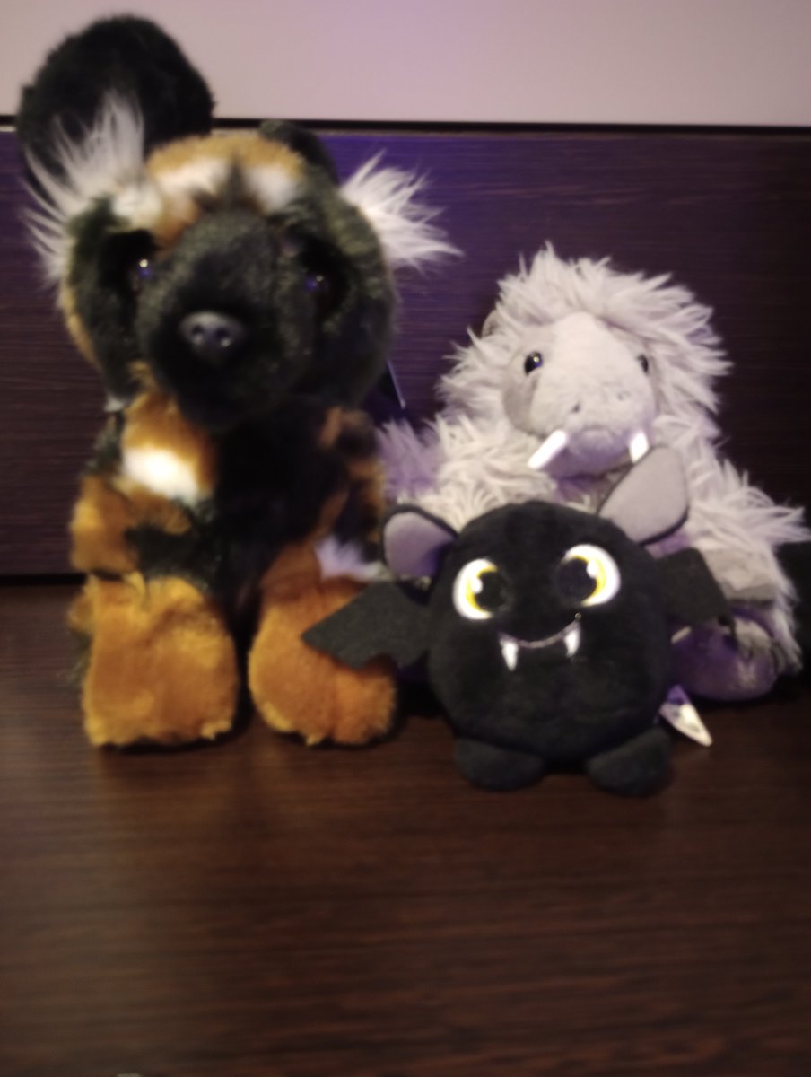 CricketNut2005's tweet photo. @keepfits Happy frendship Friday with Henry at #keepfits from pack,🐕🤍🤎🖤🧡, Penn 🩶🐾🐾 &amp; Whitby 🦇🖤. 🧸🤎🐾🐾👍👍 https://t.co/EiXAootk17