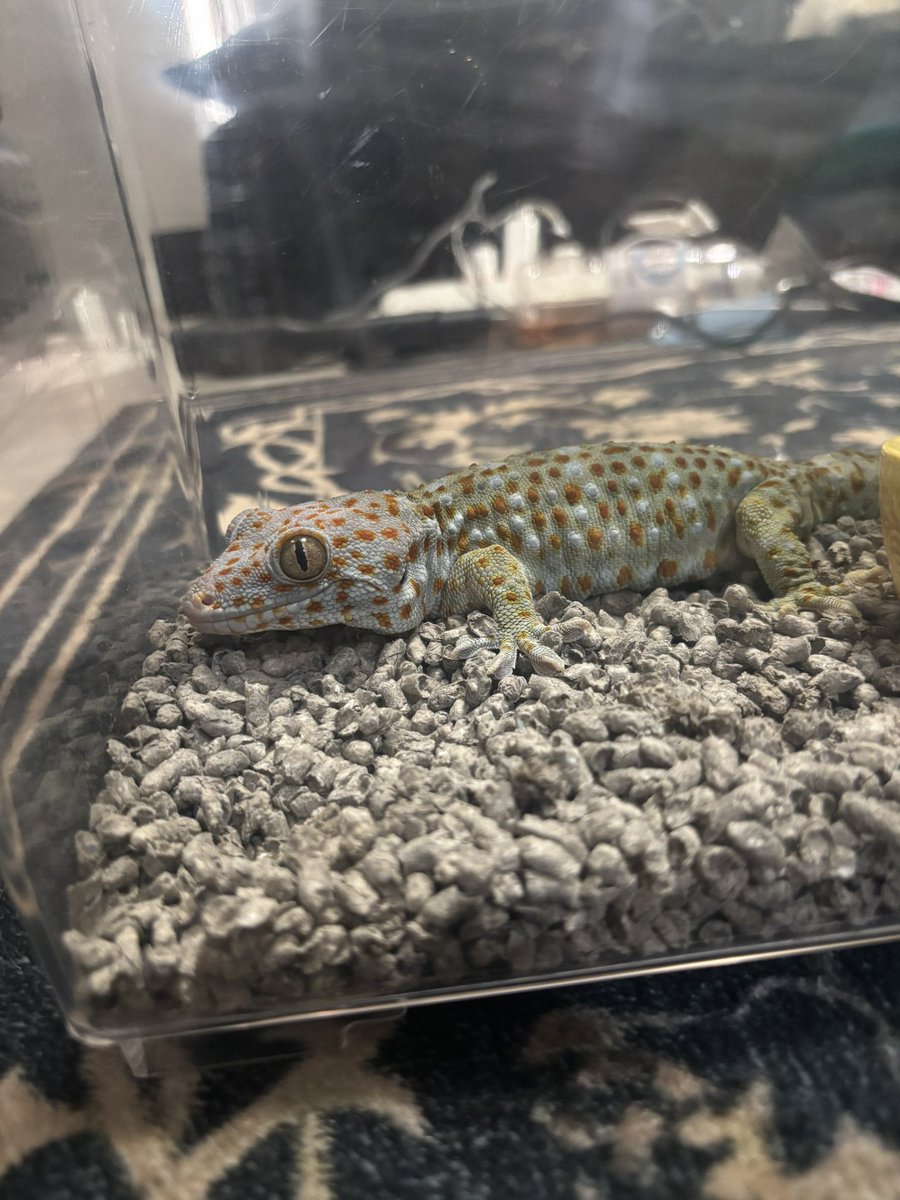 mtrs2209__'s tweet photo. 新しく来た我が子たち
もずく♂、まぐろ♂ 、めかぶ♀です
♂たちは見てわかる通り機嫌が悪いですが、めかぶ♀が地味に一番キレておりました
慣らし保育頑張っていきます🤤

 #タイランドトッケイ   #Geckogecko https://t.co/Td9cgKRFXv