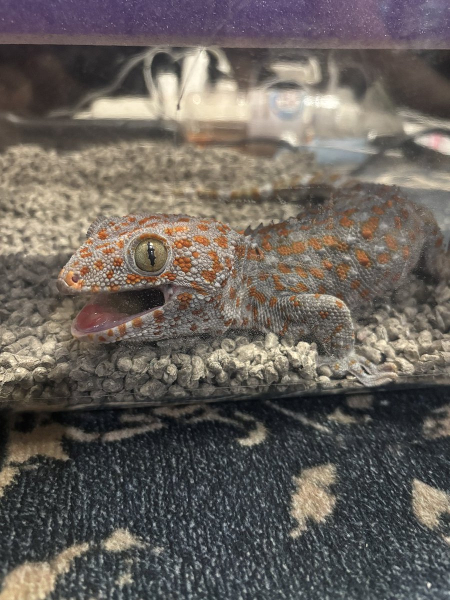 mtrs2209__'s tweet photo. 新しく来た我が子たち
もずく♂、まぐろ♂ 、めかぶ♀です
♂たちは見てわかる通り機嫌が悪いですが、めかぶ♀が地味に一番キレておりました
慣らし保育頑張っていきます🤤

 #タイランドトッケイ   #Geckogecko https://t.co/Td9cgKRFXv