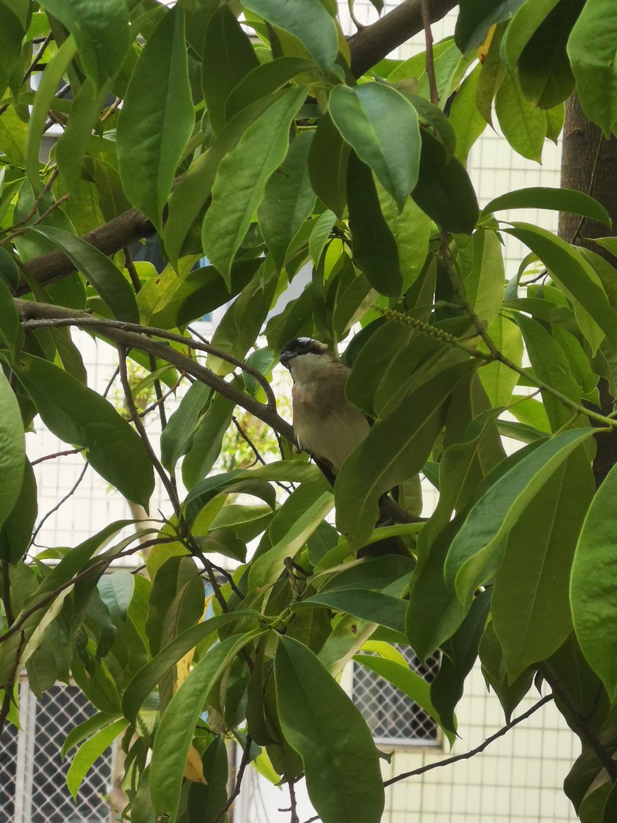 MapleRangeiuyd's tweet photo. Just caught the vivid moment of a little bird’s beak pecking at the corner of my window! Such a sweet surprise outside today.， https://t.co/scuQarNzRF