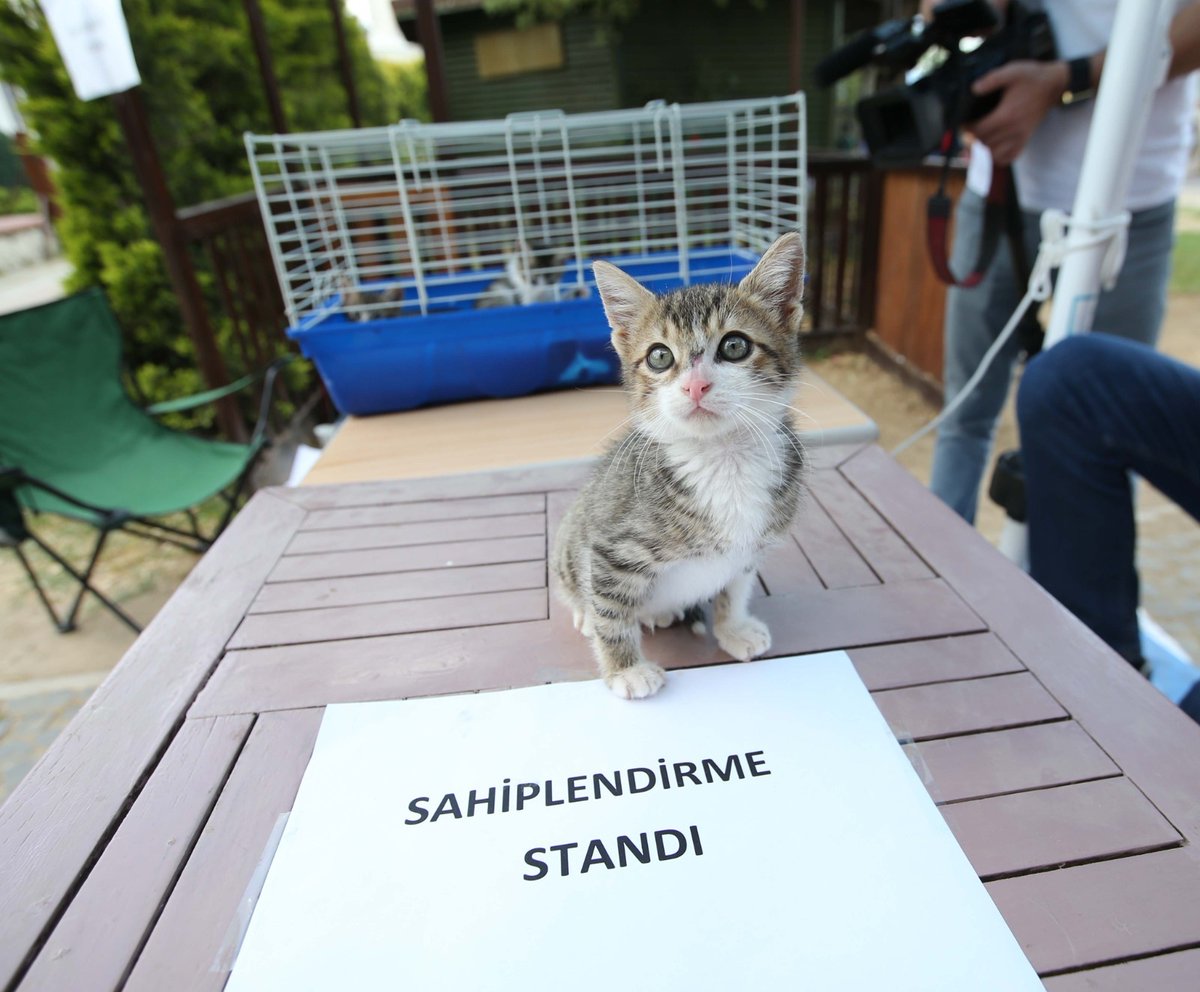 izmirgibiyiz's tweet photo. Karşıyaka Belediyesi, 4 Ekim’de Tay Park’ta sahiplendirme etkinliği düzenleyecek.

“Bir Nota, Bir Yuva” buluşması 14.00-19.00 saatleri arasında yapılacak. https://t.co/fioNhSKwS4