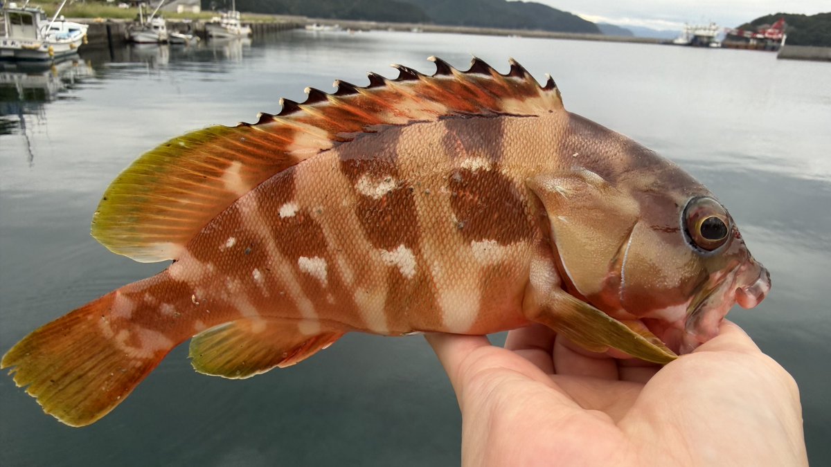 yamachann_fish's tweet photo. ハタ連発中の私と
隣のキッズ達が釣り方が分からず
えらい悩んでいた
見兼ねてキッズ達に聞いてみると
これで釣れるの？
結び方分からない
根掛かってどうすればいいか分からない
どうやったらお姉ちゃんみたいにいっぱい釣れるの?
と言う事らしく
可愛くて可愛くて… https://t.co/6AOWZOQqWl