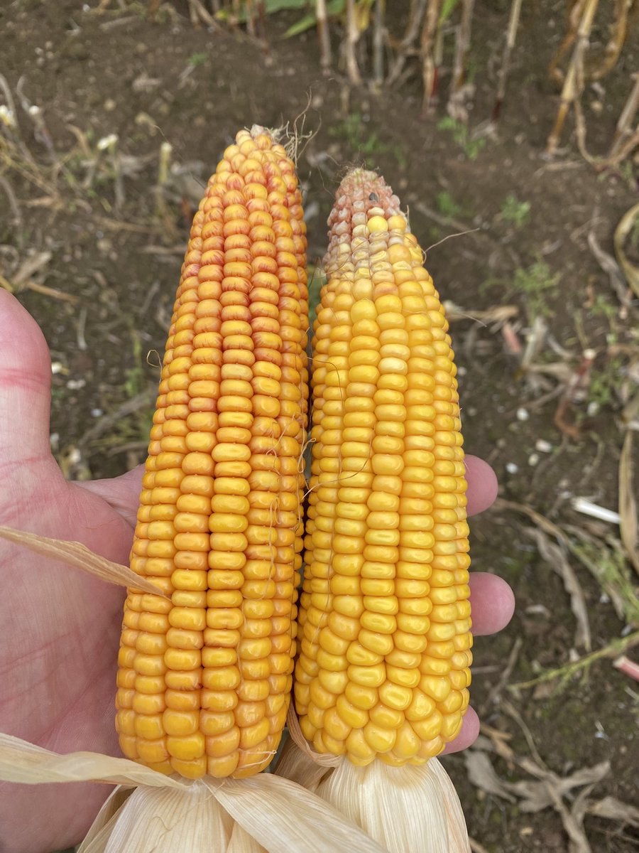 seedspecialist's tweet photo. Last 150acs maize being chopped near Holsworthy today, some great starch levels being achieved, but clear differences in some varieties in this trial. #Maize26 https://t.co/CZUhDHxMjv