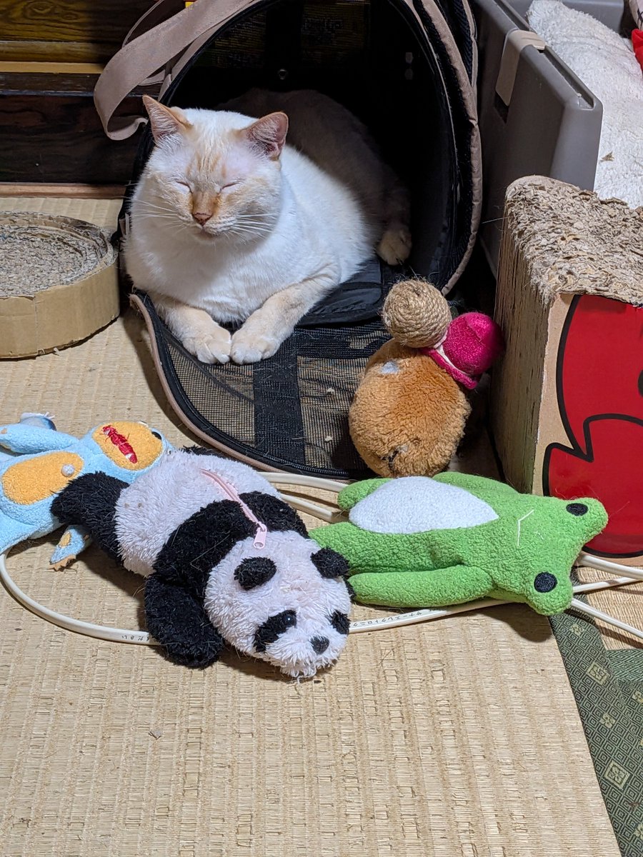 milkmomo's tweet photo. 今日ね、僕の元飼い主のママと子供達が会いに来てくれたんだぁ💕僕、ちゃんと覚えてたよ。名前呼ばれてちゃんとお返事したにゃん。でもね、まだ低学年の子だから相変わらず手加減半端なかったけど嬉しかったよ。おまけに僕の周りに縫いぐるみ沢山並べて帰って行ったよ笑 https://t.co/vbG2JLsOwh