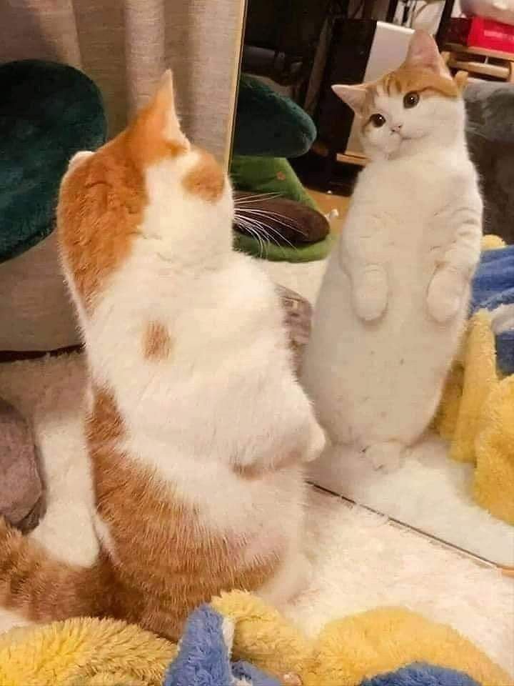 nekocatts's tweet photo. Who are you? https://t.co/0ulMErmtM2