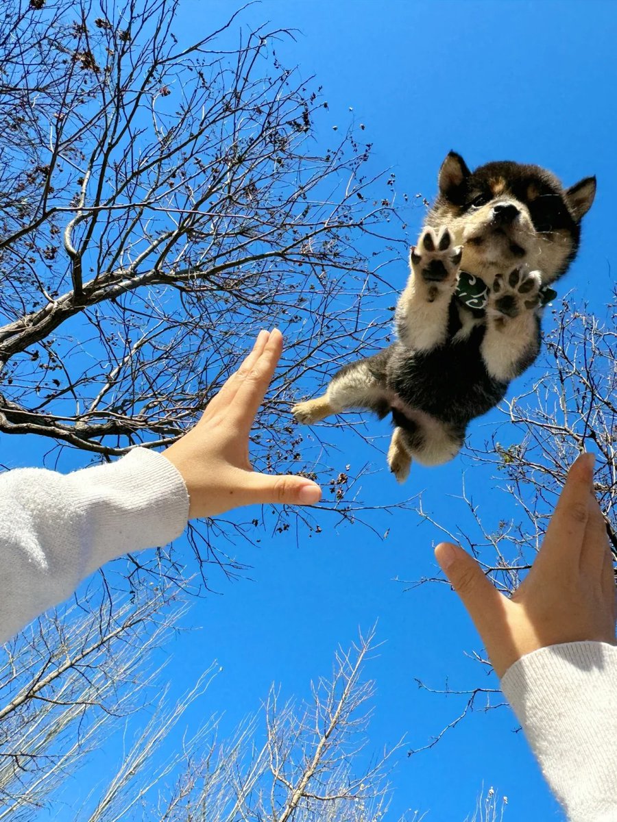 Nidamarlowxvjx's tweet photo. Mi cachorro Max creció tanto en 6 meses! Ahora ya no cabe en mi regazo y le encanta correr por el parque con sus amigos peludos , https://t.co/pswm0WQbqf