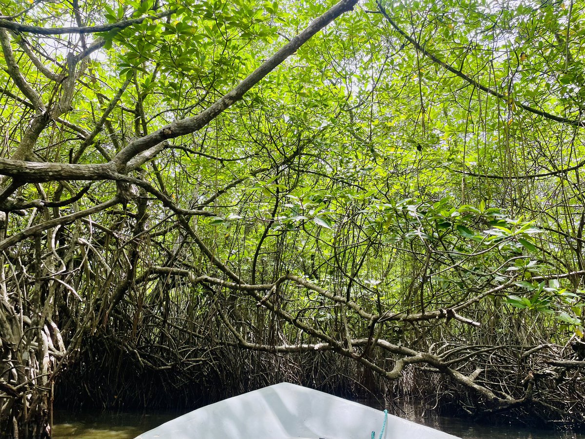 glsandun's tweet photo. A memorable final day with fellow ADFIAP delegates on Sri Lanka’s Madu River 🇱🇰🌿 Mangroves, islands, and a visit to Cinnamon Island made for a wonderful shared experience beyond the conference.

#ADFIAP2026 #MaduRiver #SriLanka #CinnamonIsland @dfcclk @ADFIAP https://t.co/2NoRyz32zH