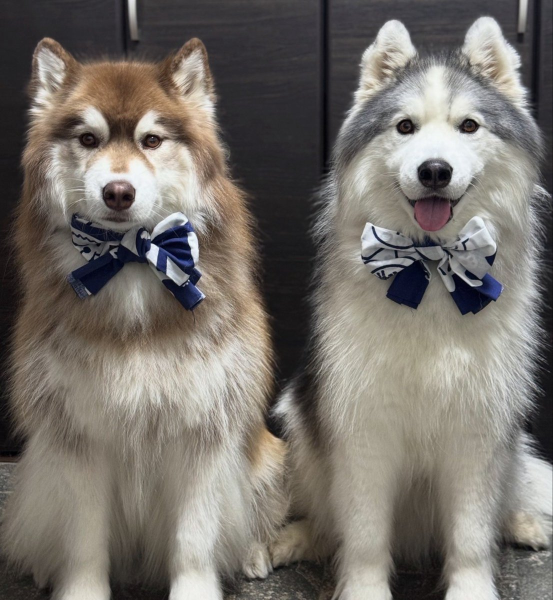Apollo_Husky_12's tweet photo. おめかし🎀 https://t.co/5YCw8hVYcf