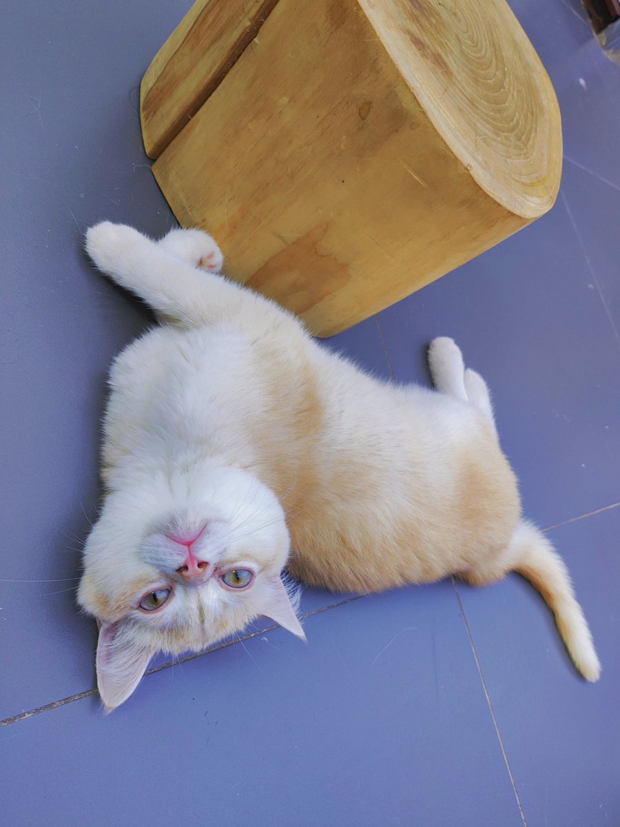 NikiaAtteragw's tweet photo. Mi gatito Mochi ya tiene 6 meses! Juega todo el día y me derrite el corazón con su ronroneo https://t.co/Mzpqutzqy3