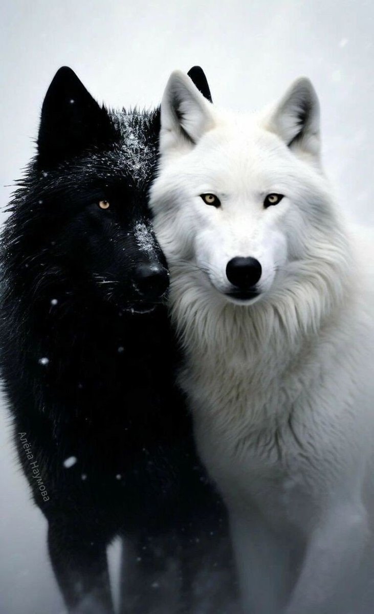 CherriiWES's tweet photo. Alpha &amp; his Omega https://t.co/1CKStdUA9K