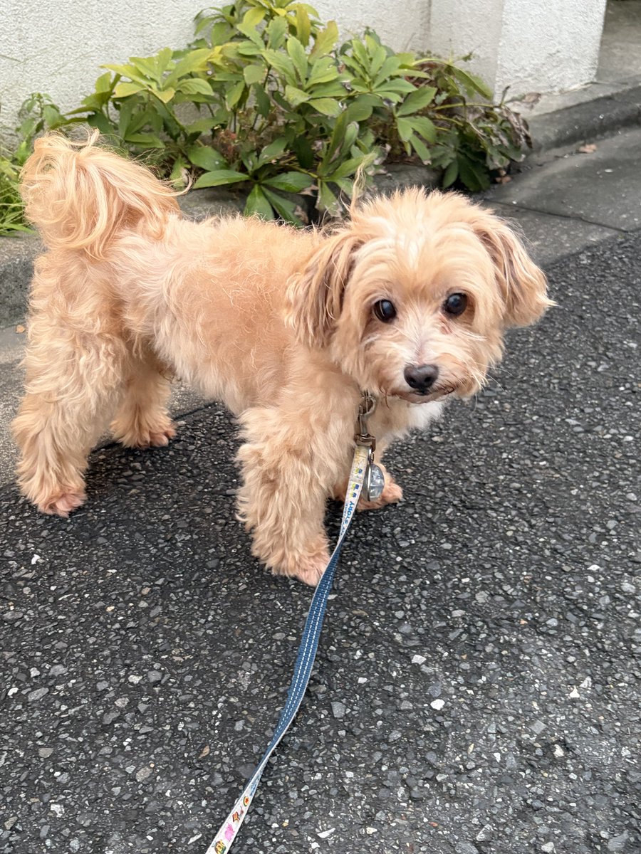 pm_wkp's tweet photo. 最新にるちゃん もふもふ https://t.co/34uBmIkj3S