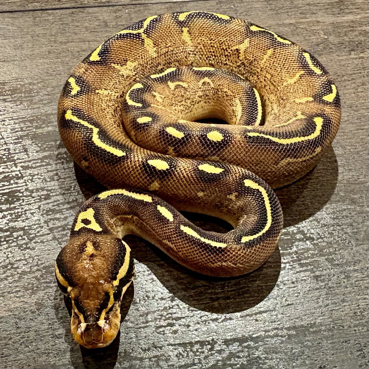 Ttri_BallPython's tweet photo. 販売個体紹介

0.1フリーウェイ

¥35,000

＊気になる生体がいましたらお気軽にDMお待ちしております🐍

#T_tri
#ボールパイソン https://t.co/M3garry9tz