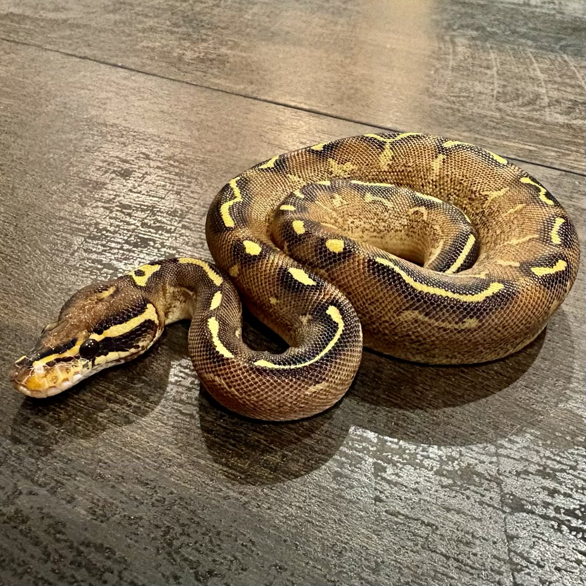 Ttri_BallPython's tweet photo. 販売個体紹介

0.1フリーウェイ

¥35,000

＊気になる生体がいましたらお気軽にDMお待ちしております🐍

#T_tri
#ボールパイソン https://t.co/M3garry9tz