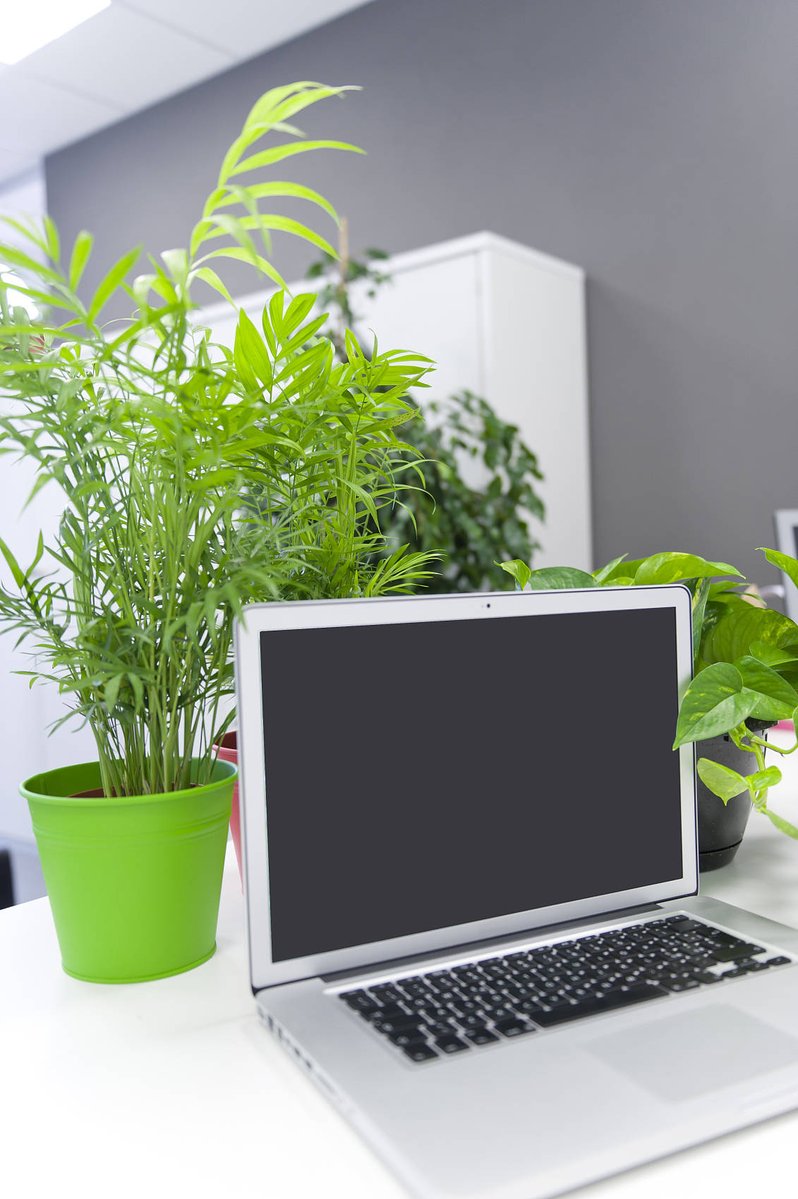 FelicaEm4n's tweet photo. Mi escritorio nuevo, ordenado y lleno de plantas: el espacio perfecto para trabajar con concentración. https://t.co/myFr7OAh3F