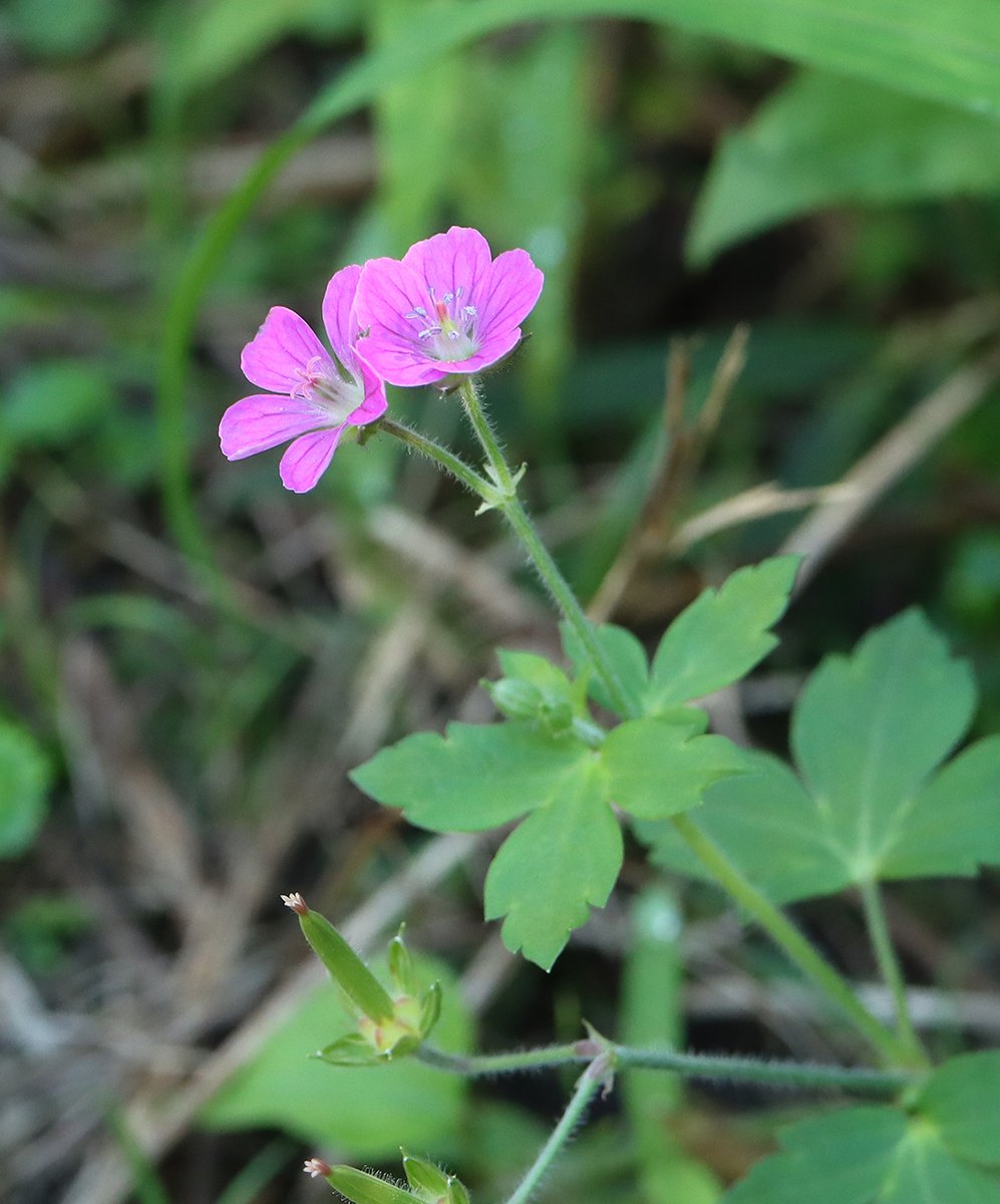 wapichan_ap's tweet photo. 🌺ゲンノショウコ（現の証拠）🌺
Geranium thunbergii

ドクダミ、センブリとともに
日本三大民間薬として
知られているよ(„◕᎑◕„)o🌿🍵

花のバリエーションとして…

🤍白い花を咲かせる
シロバナゲンノショウコ（f. pallidum）

❤️赤紫の花を咲かせる
ベニバナゲンノショウコ（f. thunbergii）

そしてまだ見たこと無いけど、
八重咲きで薄い赤紫色
（原記載では淡薔薇色）の花を咲かせる
ヤエザキゲンノショウコ（f. plenum）が
知られているよ(⁠◍⁠•⁠᎑⁠•⁠◍⁠)⁠

#TLを花でいっぱいにしよう