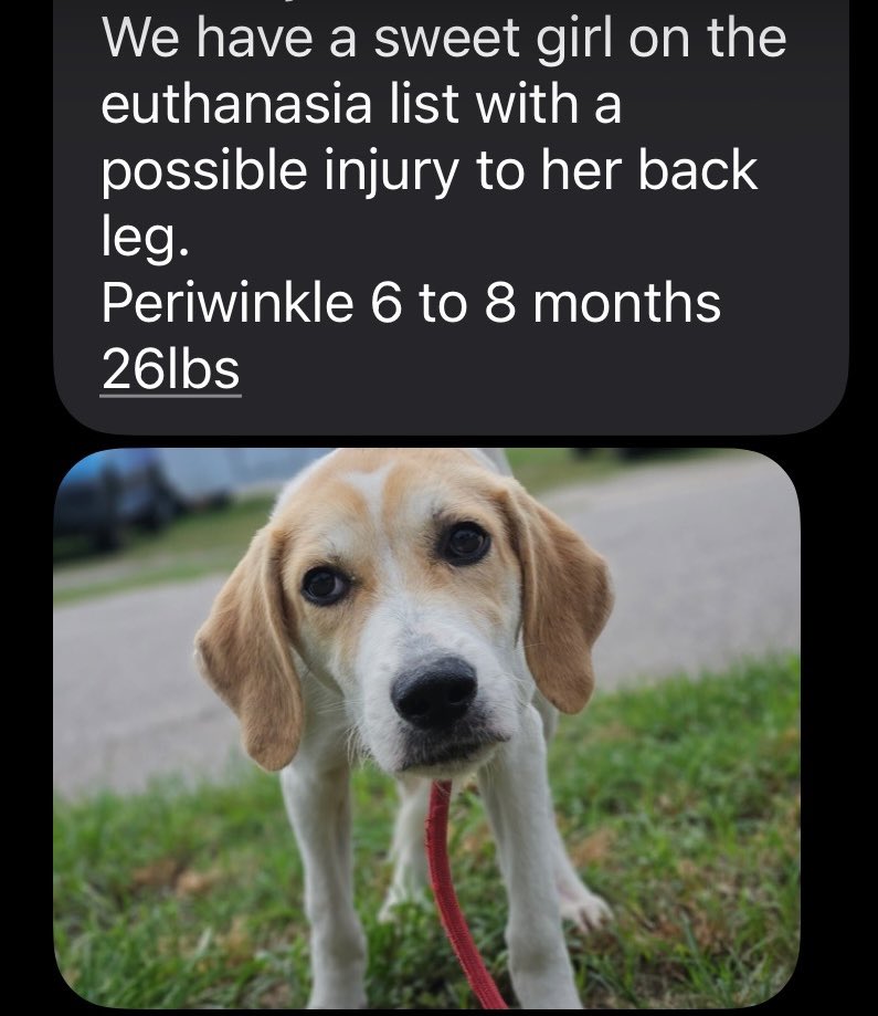 LolaPatolla's tweet photo. It’s $5 Fri!
This 6 mth old girl was to be euthanized when the shelter mgr texted mom.
Why?
Someone shot her in the knee shattering it.
Bullet fragments found.
It couldn’t be saved but we need to raise $1500 for her amputation.
Ava deserves better ♥️
https://t.co/E3RohOMmwo https://t.co/7lfBRXe2Nd