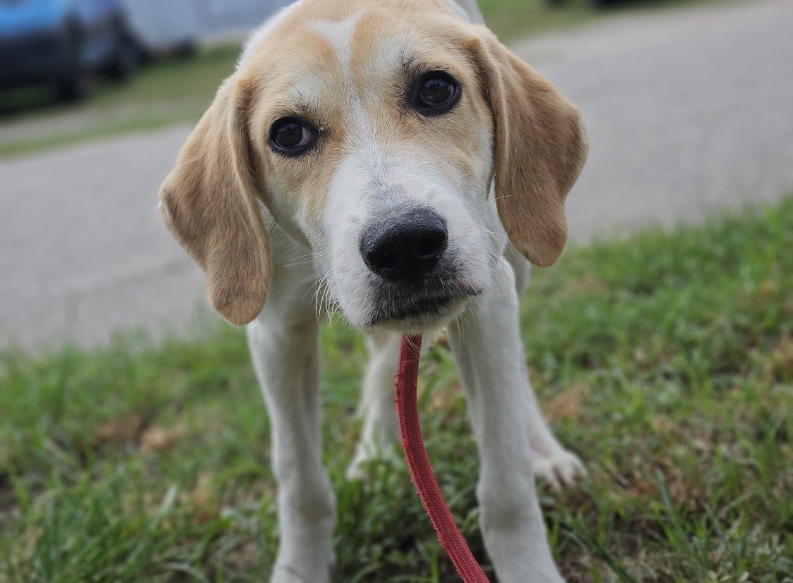 LolaPatolla's tweet photo. It’s $5 Fri!
This 6 mth old girl was to be euthanized when the shelter mgr texted mom.
Why?
Someone shot her in the knee shattering it.
Bullet fragments found.
It couldn’t be saved but we need to raise $1500 for her amputation.
Ava deserves better ♥️
https://t.co/E3RohOMUlW https://t.co/61CcB9bi0l