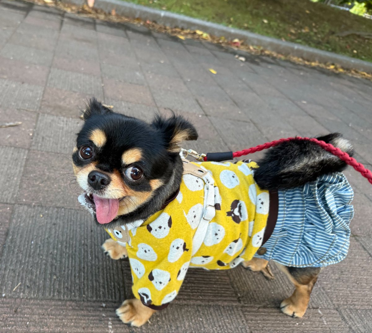 meigyoku's tweet photo. シマエナガのお洋服でお散歩🐾
今朝はめっちゃ寒かったー💦

#誾千代 
#垂れ耳チワワ https://t.co/ie7s9i0wAB