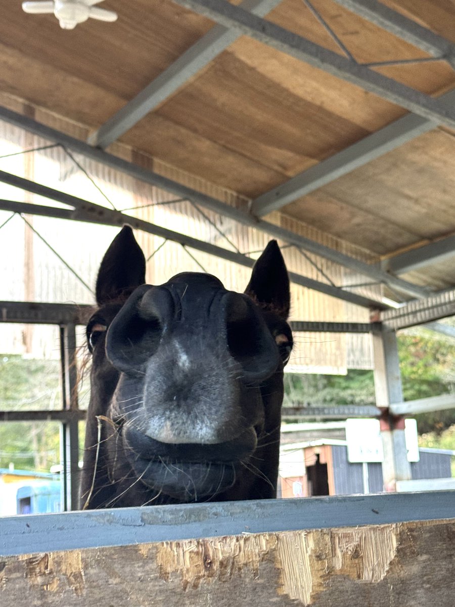 MJK20160808's tweet photo. 🐪 https://t.co/upIgmY2hx1