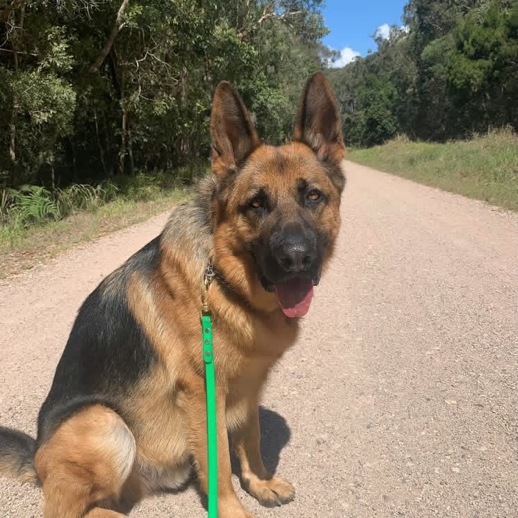 PiercyXander's tweet photo. Worked with this one at the National canine academy, Sunshine Coast QLD https://t.co/5pLTPUhzH2