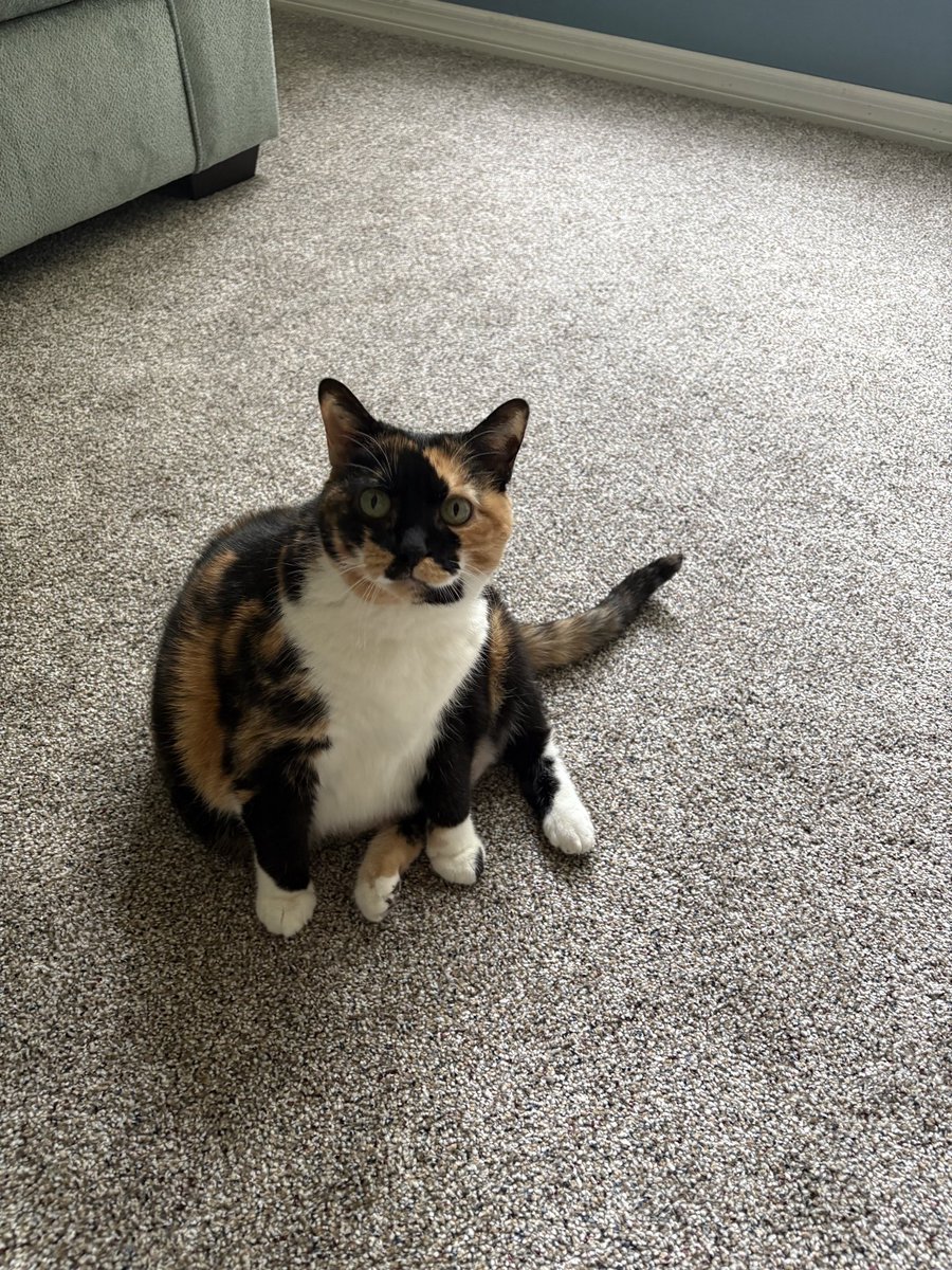 jadee1437's tweet photo. Happy Friday! Just chillin in Florida bf the next rain. Lu Candie💕💕#CatsOnX #CaturdayEve https://t.co/HSLD4ArALv