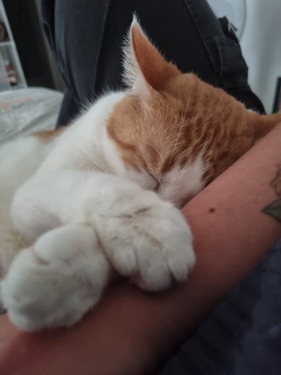 DivaRiju's tweet photo. Maman est le meilleur doudou/lit pour dormir https://t.co/PL7ofbko8G