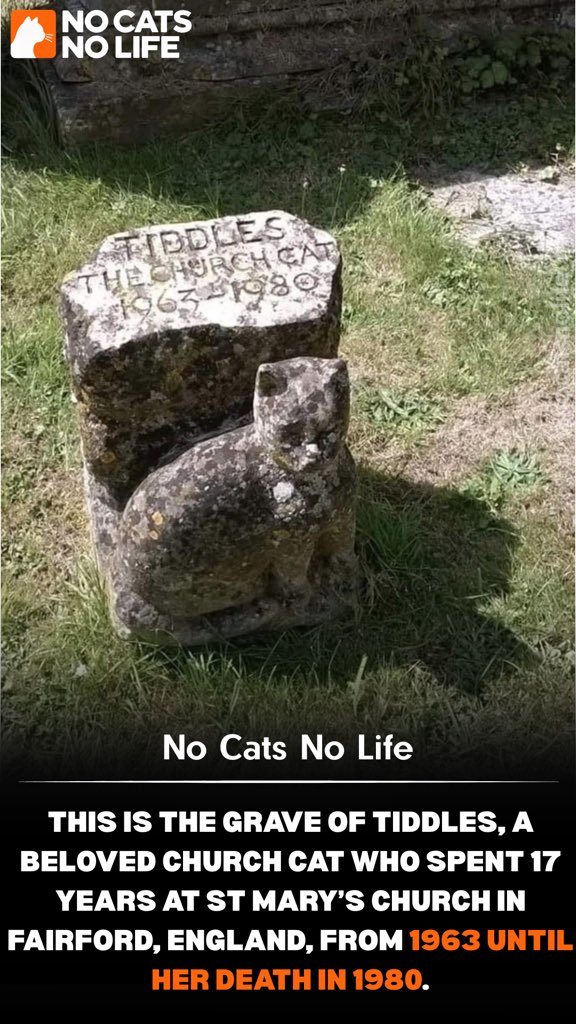 NoCatsNoLife_m's tweet photo. 🏴󠁧󠁢󠁥󠁮󠁧󠁿In the churchyard of St Mary’s Church in Fairford, England, lies a special grave for Tiddles, the Church Cat. Once a stray, Tiddles became part of the church family, attending services, sitting on parishioners’ laps, and keeping the mice under control for 17 years. When Tiddles died in 1980, the beloved cat was laid to rest beside the church with a memorial that still stands today. 🐱❤️