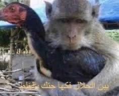 Fahadotlt's tweet photo. هلا بالمتابيع وحياة الشهرة https://t.co/Yr2khVRMeR