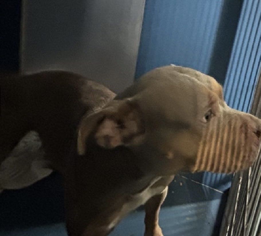 MoishesMom's tweet photo. Twix is a 3️⃣ year old gal who arrived stray to the Manhattan Pound in NYC 5️⃣ days ago…she’s 4️⃣5️⃣ pounds 

Twix’s Bio ℹ️ 🔗 👇🏻

https://t.co/cEFu2uPslA

We’ve all seen the horrible one pic in a similar kennel ☹️ If they don’t get her new pics outside or a video, you can be she’ll be headed to the TBK💉lists. She deserves than this….
