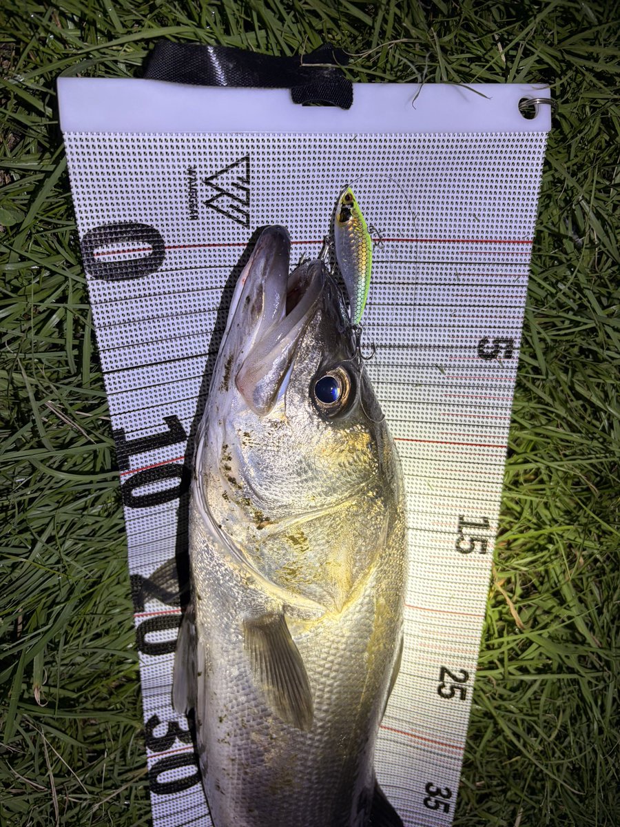 okafish0's tweet photo. 嬉シーバス👏
ヒレピンのかっこいい子と地味に自己ベストの63cm！
63cmが自己ベストってのも恥ずかしい気がするけど刻んでいきます！ https://t.co/qhInay3swB