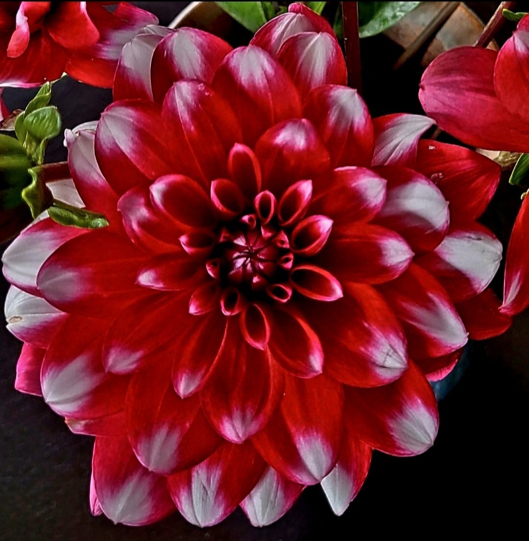 RegnauerAnke1's tweet photo. @Throjaphoto 💜💜...hab Du auch ein schönes erholsames Wochenende lieber Thomas...und zum  #FlowersOnFriday eine Dahlie..die es ja in so vielen Farben und Formen gibt https://t.co/3PNPIZMI8G