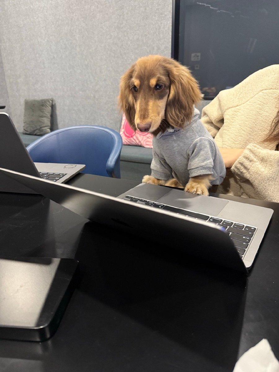 JoannaTebbptr's tweet photo. Hoy en la oficina, el perro del jefe entró al salón de reuniones y se acostó en la mesa central. Nadie se atrevió a interrumpir la siesta de él! https://t.co/pXyUlufRN5