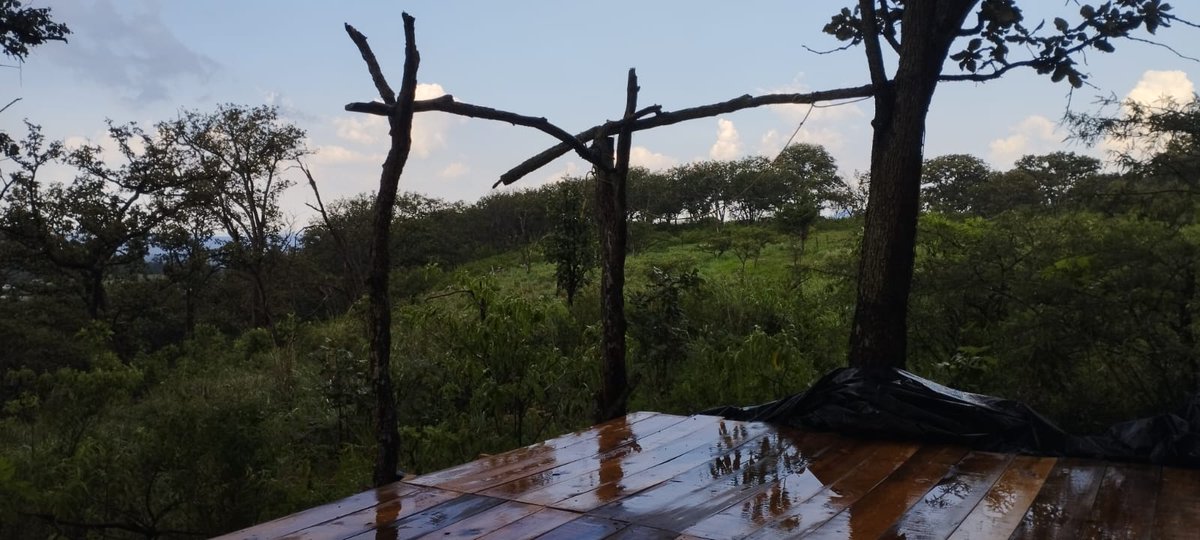bosquenixticuil's tweet photo. La responsable identificada en redes como Yumiko Michel, dueña del negocio NamiN Yoga, burló a los inspectores del @ZapopanGob moviendo la plataforma de su negocio al centro del bosque. La dirección de @InspZapopan fue notificada por Medio Ambiente desde el día 22 de septiembre. https://t.co/iWfNt4WPUz