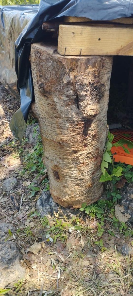 bosquenixticuil's tweet photo. La responsable identificada en redes como Yumiko Michel, dueña del negocio NamiN Yoga, burló a los inspectores del @ZapopanGob moviendo la plataforma de su negocio al centro del bosque. La dirección de @InspZapopan fue notificada por Medio Ambiente desde el día 22 de septiembre. https://t.co/iWfNt4WPUz