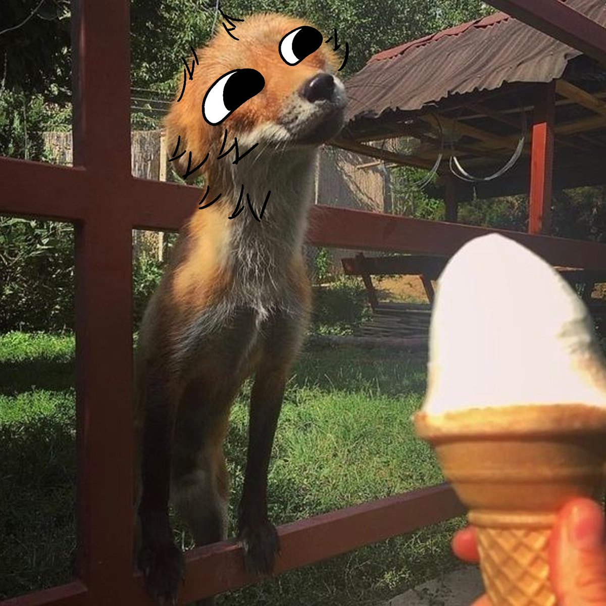 thecatidk's tweet photo. Ice cream #fox #animal https://t.co/nMaMEwdB5G