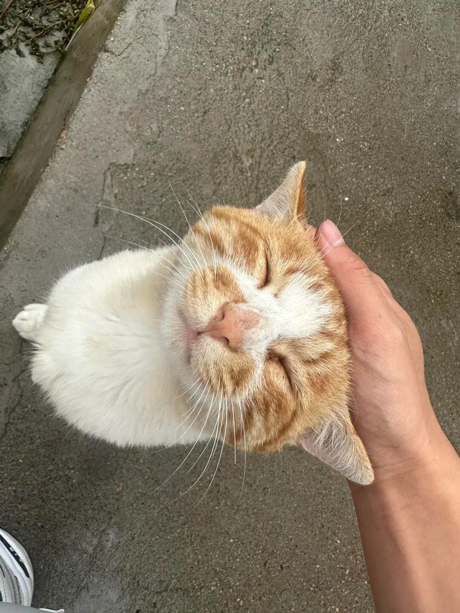 nocontextscats tweet picture