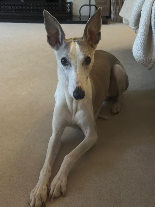 millypod1's tweet photo. VINNIE HOME SAFE. THANKS FOR RT's 😊🐕🐾

🆘1 OCT 2026 #Lost Vinnie #ScanMe
Whippet Male Nervous Dog (do not chase)
Magog Downs #Stapleford #CB22 #Cambridge 
South #Cambridgeshire Went missing at the Magog Down but was last seen by Stapleford Wreck https://t.co/QhHPvOfta5 https://t.co/IvesssKdhG