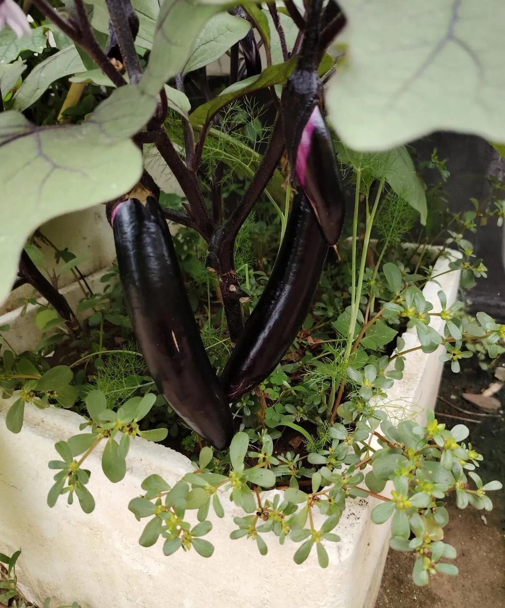 DkunMusic's tweet photo. This eggplant has soil, it's a bit smelly, and the flag is lying on the ground—so funny! https://t.co/78p3IaOjtr