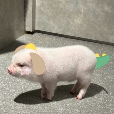 PIIGGYJU's tweet photo. #NewProfilePic https://t.co/15hXbhtrw3