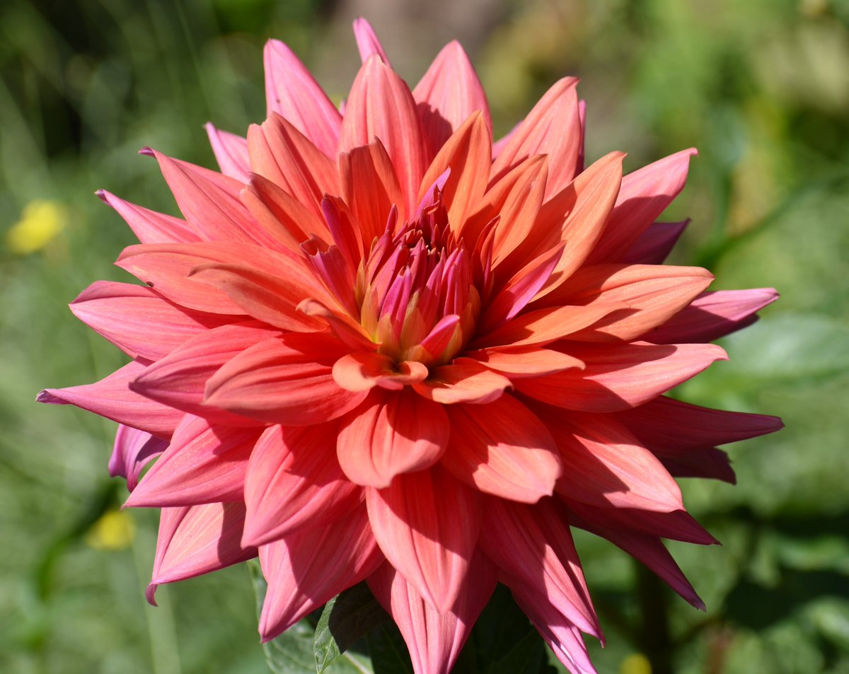 sowdMJ's tweet photo. Happy Friday!! Tgif ☕️🌞... 
#mygarden #FlowersOnFriday #FlowersonX #GardeningX #Dahlia https://t.co/i1xyQBGBWD
