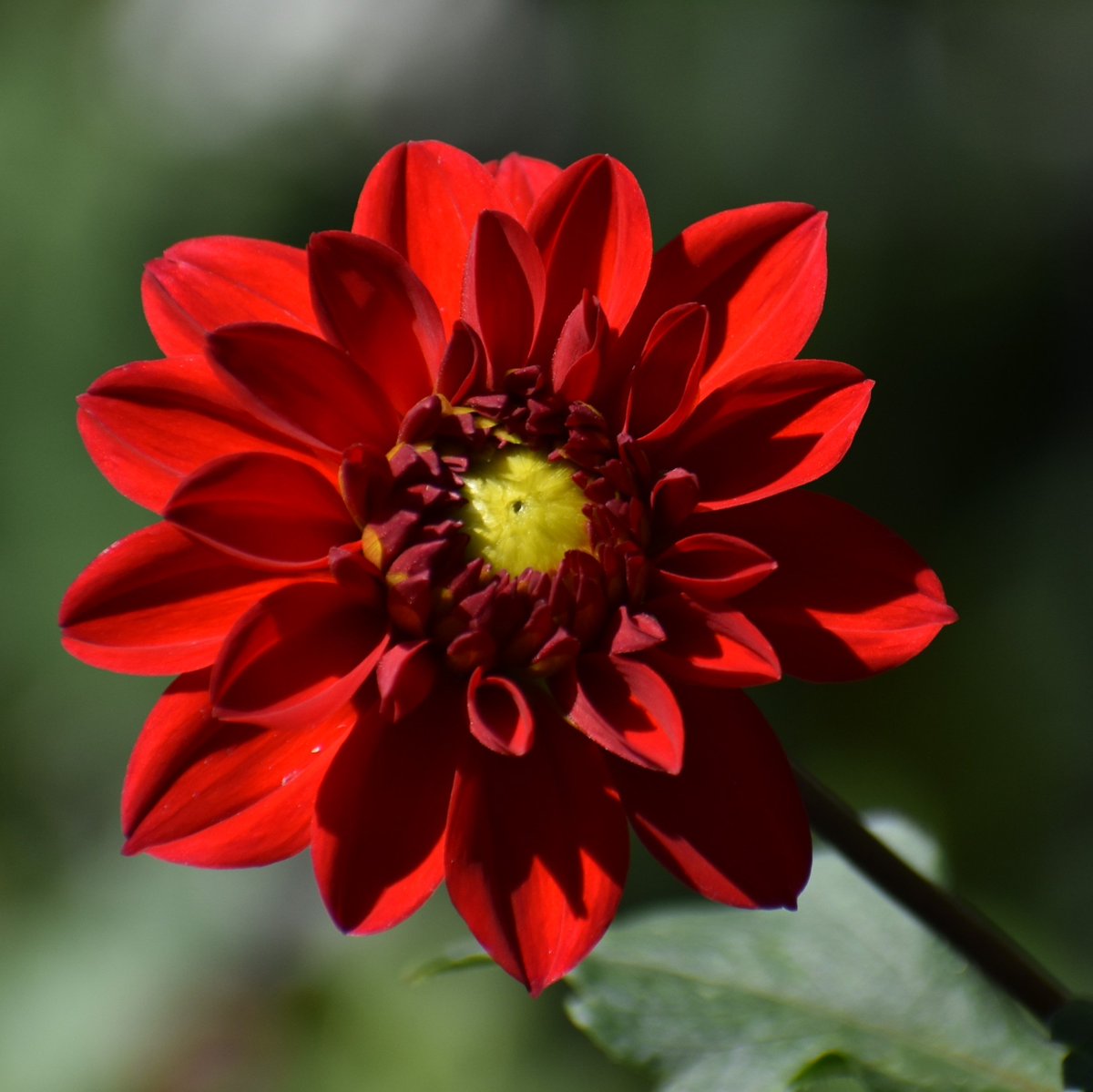 sowdMJ's tweet photo. Happy Friday!! Tgif ☕️🌞... 
#mygarden #FlowersOnFriday #FlowersonX #GardeningX #Dahlia https://t.co/i1xyQBGBWD