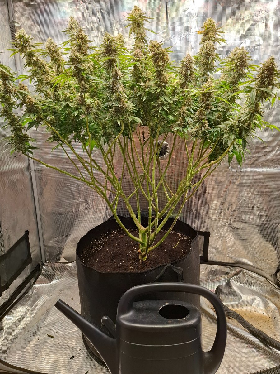 LiquSweep's tweet photo. My masterpiece from June'26.

But Cannabis is done 😪

Today i destroyed all plants, flushed all product down the toilet and pulled the plug of both tents.

Im a professional Nasdaq-Future Intraday Trader now.

You're welcome. https://t.co/4zc3mIDh4s