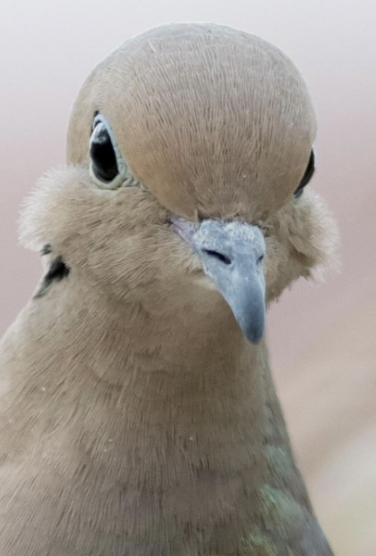 tired_ibis's tweet photo. hello little dove why are you so cute even💚💚💚💚💚💚💚💚💚💚💚💚💚💚💚💚 https://t.co/haJbS9VkD2