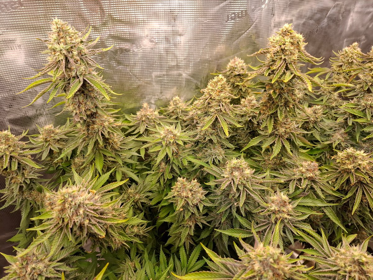 LiquSweep's tweet photo. My masterpiece from June'26.

But Cannabis is done 😪

Today i destroyed all plants, flushed all product down the toilet and pulled the plug of both tents.

Im a professional Nasdaq-Future Intraday Trader now.

You're welcome. https://t.co/4zc3mIDh4s
